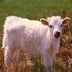 A stock picture of a new calf