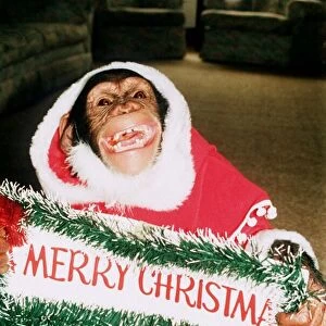 Suzie the Chimp dressed up as Santa Claus Father Christmas Monkey Chimpanzee