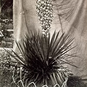 Yucca Flexibilis bordered on the lower part by a metal element with an ornamental pattern and set against a cloth