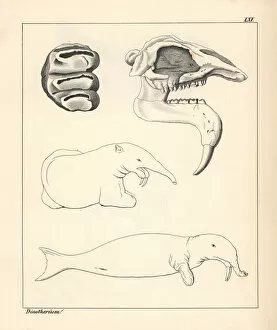 Skull, tooth and fanciful illustration of a