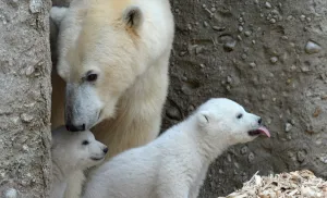 Baby Animal Prints: 14 Week Old Polar Bear Twins