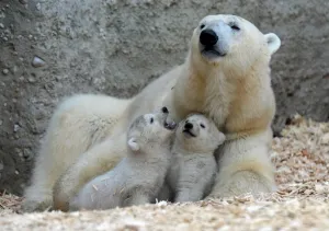 Baby Animal Prints: 14 Week Old Polar Bear Twins Play with their Mother