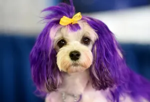 7th Annual AKC Meet The Breeds - Westminster Kennel Club Dog Show