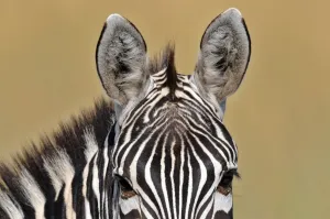 Africa Prints: Animal-Zebra-Kenya-Mara