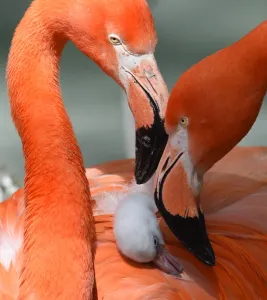 <b class=qtipBold><figcaption>Animals</figcaption></b><br>Agence France-Presse (AFP) Animals<br><em>© Copyright Agence France-Presse (AFP) - All Rights Reserved</em> Animals