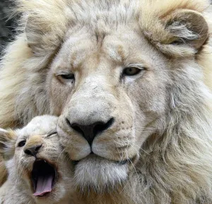 <b class=qtipBold><figcaption>Animals-White Lion</figcaption></b><br>A four-month-old white lion cub cuddles up to its father Sam inside their enclosure at a zoo in Tbilisi on November 30, 2016. / AFP PHOTO / Vano SHLAMOV<br><em>© Copyright Agence France-Presse (AFP) - All Rights Reserved</em> Animals-White Lion