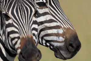 Animals-Zebra-Kenya-Mara Animals-Zebra-Kenya-Mara