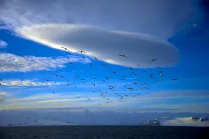 <b class=qtipBold><figcaption>Antarctica-Brazil-Navy</figcaption></b><br>Birds overfly the Brazilian Navy's Oceanographic Ship Ary Rongel in Antarctica on March 4, 2014. AFP PHOTO /VANDERLEI ALMEIDA / AFP PHOTO / VANDERLEI ALMEIDA<br><em>© Copyright Agence France-Presse (AFP) - All Rights Reserved</em> Antarctica-Brazil-Navy