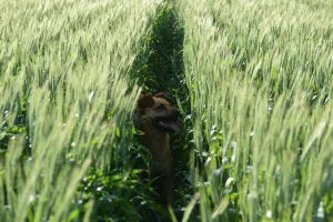 <b class=qtipBold><figcaption>Argentina-Agriculture-Dog</figcaption></b><br>A dog in a wheat field run free in Ramallo, Buenos Aires Province, Argentina. AFP PHOTO / EITAN ABRAMOVICH / AFP PHOTO / EITAN ABRAMOVICH<br><em>© Copyright Agence France-Presse (AFP) - All Rights Reserved</em> Argentina-Agriculture-Dog