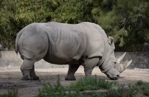 <b class=qtipBold><figcaption>Argentina-Zoo-Rhino</figcaption></b><br>A rhinoe is seen at Buenos Aires Zoo on June 24, 2016. The zoo will temporary close to become an ecological park. / AFP PHOTO / JUAN MABROMATA<br><em>© Copyright Agence France-Presse (AFP) - All Rights Reserved</em> Argentina-Zoo-Rhino