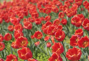 Flower Prints: Austraia- Nature - Flowers - Tulips