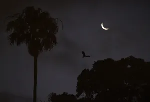 <b class=qtipBold><figcaption>Australia-Animal-Bat</figcaption></b><br>A bat flys over an inner-city Sydney park on November 25, 2014 as New South Wales is set to unveil tougher measures to tackle bats after three flying foxes were found to be carrying the deadly lyssavirus, officials said. The New South Wales government fears transmission of the potentially fatal Australian bat lyssavirus (ABLV) to humans and the state's health department has issued a warning to residents not to approach the bats. AFP PHOTO/William WEST / AFP PHOTO / WILLIAM WEST<br><em>© Copyright Agence France-Presse (AFP) - All Rights Reserved</em> Australia-Animal-Bat