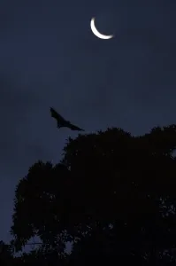 William West Prints: Australia-Animal-Bat