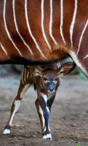 <b class=qtipBold><figcaption>Australia-Animal-Bongo</figcaption></b><br>A two week-old Eastern Bongo calf looks out from under her mother at Sydney's Taronga Zoo on April 13, 2012. Eastern (or Highlands) Bongos are critically endangered with as few as 75 remaining in small groups of 6 to 12 animals in their Kenyan upland range. Bongo are one of the largest species of antelope in the world and are recognised by their striking russet colour and large antlers which extend over their backs. AFP PHOTO/William WEST / AFP PHOTO / WILLIAM WEST<br><em>© Copyright Agence France-Presse (AFP) - All Rights Reserved</em> Australia-Animal-Bongo