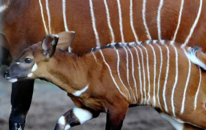 <b class=qtipBold><figcaption>Australia-Animal-Bongo</figcaption></b><br>A two week-old Eastern Bongo calf walks beside her mother at Sydney's Taronga Zoo on April 13, 2012. Eastern (or Highlands) Bongos are critically endangered with as few as 75 remaining in small groups of 6 to 12 animals in their Kenyan upland range. Bongo are one of the largest species of antelope in the world and are recognised by their striking russet colour and large antlers which extend over their backs. AFP PHOTO/William WEST / AFP PHOTO / WILLIAM WEST<br><em>© Copyright Agence France-Presse (AFP) - All Rights Reserved</em> Australia-Animal-Bongo