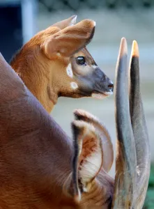<b class=qtipBold><figcaption>Australia-Animal-Bongo</figcaption></b><br>A two week-old Eastern Bongo calf stands beside her mother at Sydney's Taronga Zoo on April 13, 2012. Eastern (or Highlands) Bongos are critically endangered with as few as 75 remaining in small groups of 6 to 12 animals in their Kenyan upland range. Bongo are one of the largest species of antelope in the world and are recognised by their striking russet colour and large antlers which extend over their backs. AFP PHOTO/William WEST / AFP PHOTO / WILLIAM WEST<br><em>© Copyright Agence France-Presse (AFP) - All Rights Reserved</em> Australia-Animal-Bongo