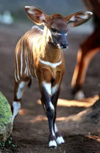 <b class=qtipBold><figcaption>Australia-Animal-Bongo</figcaption></b><br>A two week-old Eastern Bongo calf meets the press at Sydney's Taronga Zoo on April 13, 2012. Eastern (or Highlands) Bongos are critically endangered with as few as 75 remaining in small groups of 6 to 12 animals in their Kenyan upland range. Bongo are one of the largest species of antelope in the world and are recognised by their striking russet colour and large antlers which extend over their backs. AFP PHOTO/William WEST / AFP PHOTO / WILLIAM WEST<br><em>© Copyright Agence France-Presse (AFP) - All Rights Reserved</em> Australia-Animal-Bongo