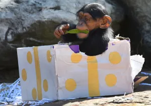 <b class=qtipBold><figcaption>Australia-Animal-Chimpanzee</figcaption></b><br>A Taronga Zoo baby chimpanzee plays with its Christmas treats designed to challenge and encourage their natural skills in Sydney on December 4, 2015. AFP PHOTO / William WEST / AFP PHOTO / WILLIAM WEST<br><em>© Copyright Agence France-Presse (AFP) - All Rights Reserved</em> Australia-Animal-Chimpanzee