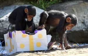 Australia-Animal-Chimpanzee