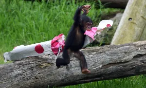 <b class=qtipBold><figcaption>Australia-Animal-Chimpanzee</figcaption></b><br>Taronga Zoo's 15-month-old chimpanzee "Fumo" leaps off a log while carrying one of his Christmas presents after the chimps at the exhibit discovered some gift-wrapped food treats and other tasty decorations in Sydney on December 9, 2014. The chimpanzees were quick to pounce on the festive-themed enrichment items prepared by keepers, showing off their natural foraging skills to uncover the food inside while some seemed just as happy playing with the cardboard box packaging. AFP PHOTO / William WEST / AFP PHOTO / WILLIAM WEST<br><em>© Copyright Agence France-Presse (AFP) - All Rights Reserved</em> Australia-Animal-Chimpanzee