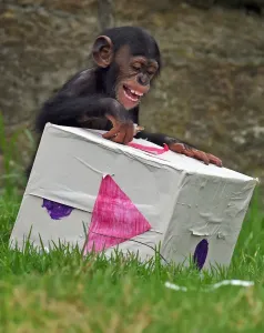 <b class=qtipBold><figcaption>Australia-Animal-Chimpanzee</figcaption></b><br>Taronga Zoo's 15-month-old chimpanzee "Fumo" opens one of his Christmas presents after the chimps at the exhibit discovered some gift-wrapped food treats and other tasty decorations in Sydney on December 9, 2014. The chimpanzees were quick to pounce on the festive-themed enrichment items prepared by keepers, showing off their natural foraging skills to uncover the food inside while some seemed just as happy playing with the cardboard box packaging. AFP PHOTO / William WEST / AFP PHOTO / WILLIAM WEST<br><em>© Copyright Agence France-Presse (AFP) - All Rights Reserved</em> Australia-Animal-Chimpanzee
