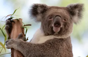 <b class=qtipBold><figcaption>Australia-Animal-Conservation-Zoo</figcaption></b><br>A Koala sits on a branch at the WILDLIFE Sydney Zoo on April 24, 2013. AFP PHOTO / Greg WOOD / AFP PHOTO / GREG WOOD<br><em>© Copyright Agence France-Presse (AFP) - All Rights Reserved</em> Australia-Animal-Conservation-Zoo