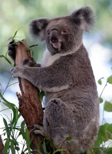 <b class=qtipBold><figcaption>Australia-Animal-Conservation-Zoo</figcaption></b><br>A Koala sits on a branch at the WILDLIFE Sydney Zoo on April 24, 2013. AFP PHOTO / Greg WOOD / AFP PHOTO / GREG WOOD<br><em>© Copyright Agence France-Presse (AFP) - All Rights Reserved</em> Australia-Animal-Conservation-Zoo