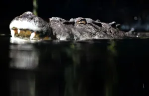 <b class=qtipBold><figcaption>Australia-Animal-Crocodile</figcaption></b><br>A 700 kilogram crocodile called Rex - who is one of the world's largest crocodiles - cruises around his enclosure after receiving his first feed after emerging from three months of hibernation at WILD LIFE Sydney Zoo on October 3, 2012. Throughout winter, it is common for crocodiles to enter a period of inactivity where they survive on their existing energy stores inside their body but once the weather starts warming up, so does their appetite to indicate their need to replenish their energy. Rex, who has been a resident of WILD LIFE Sydney Zoo since 2009, was a so-called rogue' crocodile who was captured and placed into a crocodile farm near Darwin in the Northern Territory when his taste for local pet dogs drew him too close to the human population. AFP PHOTO/William WEST / AFP PHOTO / WILLIAM WEST<br><em>© Copyright Agence France-Presse (AFP) - All Rights Reserved</em> Australia-Animal-Crocodile