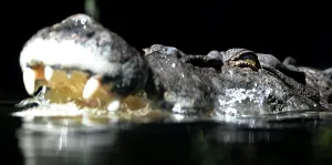 Australia-Animal-Crocodile Australia-Animal-Crocodile