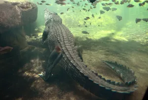 <b class=qtipBold><figcaption>Australia-Animal-Crocodile</figcaption></b><br>A 700 kilogram crocodile called Rex - who is one of the world's largest crocodiles - cruises around his enclosure after receiving his first feed after emerging from three months of hibernation at WILD LIFE Sydney Zoo on October 3, 2012. Throughout winter, it is common for crocodiles to enter a period of inactivity where they survive on their existing energy stores inside their body but once the weather starts warming up, so does their appetite to indicate their need to replenish their energy. Rex, who has been a resident of WILD LIFE Sydney Zoo since 2009, was a so-called rogue' crocodile who was captured and placed into a crocodile farm near Darwin in the Northern Territory when his taste for local pet dogs drew him too close to the human population. AFP PHOTO/William WEST / AFP PHOTO / WILLIAM WEST<br><em>© Copyright Agence France-Presse (AFP) - All Rights Reserved</em> Australia-Animal-Crocodile