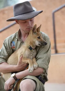 <b class=qtipBold><figcaption>Australia-Animal-Dingo</figcaption></b><br>Matt Williams holds 18-month-old female dingo pup 'Marle' at the Alice Springs Desert Park in Australia's Northern Territory state. Both Marle and another pup, male 'Digger' being reared at the park, are pure bred examples of the Australian animal which has interbred widely with domestic dogs, reducing the genetically pure number of the species. AFP PHOTO / Greg WOOD / AFP PHOTO / GREG WOOD<br><em>© Copyright Agence France-Presse (AFP) - All Rights Reserved</em> Australia-Animal-Dingo