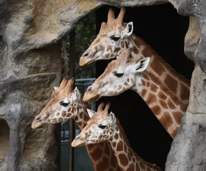 <b class=qtipBold><figcaption>Australia-Animal-Giraffe</figcaption></b><br>Giraffes wait patiently for their Christmas-themed gift-wrapped food treats and other tasty decorations in their exhibit at Taronga Zoo, in Sydney on December 9, 2014. Animals in the Zoo were quick to pounce on the festive-themed enrichment items prepared by keepers, showing off their natural foraging skills to uncover the food inside while some seemed just as happy playing with the cardboard box packaging. AFP PHOTO/William WEST / AFP PHOTO / WILLIAM WEST<br><em>© Copyright Agence France-Presse (AFP) - All Rights Reserved</em> Australia-Animal-Giraffe