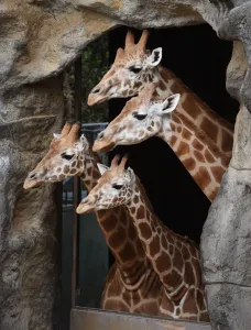 Torsten blackwood/afp photographers william west/australia animal giraffe Torsten blackwood/afp photographers william west/australia animal giraffe