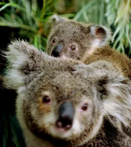 <b class=qtipBold><figcaption>Australia-Animal-Koala</figcaption></b><br>A koala joey (top) clings to its mother at WILD LIFE Sydney's open-air habitat. WILD LIFE Sydney has seen four koala joeys and five nationally endangered spotted-tail quolls born recently as part of their successful breeding program. AFP PHOTO / Greg WOOD / AFP PHOTO / GREG WOOD<br><em>© Copyright Agence France-Presse (AFP) - All Rights Reserved</em> Australia-Animal-Koala