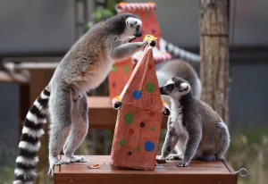 <b class=qtipBold><figcaption>Australia-Animal-Lemur</figcaption></b><br>Two ring-tailed Lemurs at Taronga Zoo play with their Christmas treats designed to challenge and encourage their natural skills in Sydney on December 4, 2015. AFP PHOTO / William WEST / AFP PHOTO / WILLIAM WEST<br><em>© Copyright Agence France-Presse (AFP) - All Rights Reserved</em> Australia-Animal-Lemur
