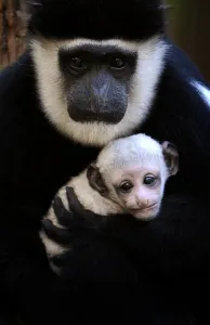 Australia-Animal-Monkey-Colobus Australia-Animal-Monkey-Colobus