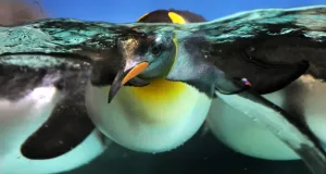 <b class=qtipBold><figcaption>Australia-Animal-Penguin</figcaption></b><br>A Gentoo penguin swims in a pool at the Melbourne Aquarium on November 10, 2011. The Aquarium was celebrating the arrival of its first sub-Antarctic Gentoo penguin chicks for 2011, during a breeding season which typically lasts around three months from October to late December with parents sharing the incubation period of their eggs until they hatch after 34 to 36 days. They are the fastest underwater swimming penguins, able to reach speeds of 36 kmh, and are native to many sub-Antarctic islands. AFP PHOTO / WILLIAM WEST / AFP PHOTO / WILLIAM WEST<br><em>© Copyright Agence France-Presse (AFP) - All Rights Reserved</em> Australia-Animal-Penguin