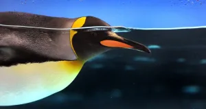 <b class=qtipBold><figcaption>Australia-Animal-Penguin</figcaption></b><br>A Gentoo penguin swims in a pool at the Melbourne Aquarium on November 10, 2011. The Aquarium was celebrating the arrival of its first sub-Antarctic Gentoo penguin chicks for 2011, during a breeding season which typically lasts around three months from October to late December with parents sharing the incubation period of their eggs until they hatch after 34 to 36 days. They are the fastest underwater swimming penguins, able to reach speeds of 36 kmh, and are native to many sub-Antarctic islands. AFP PHOTO / WILLIAM WEST / AFP PHOTO / WILLIAM WEST<br><em>© Copyright Agence France-Presse (AFP) - All Rights Reserved</em> Australia-Animal-Penguin