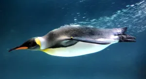 <b class=qtipBold><figcaption>Australia-Animal-Penguin</figcaption></b><br>A Gentoo penguin swims in a pool at the Melbourne Aquarium. AFP PHOTO / WILLIAM WEST / AFP PHOTO / WILLIAM WEST<br><em>© Copyright Agence France-Presse (AFP) - All Rights Reserved</em> Australia-Animal-Penguin