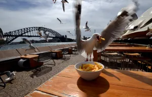 Sydney Prints: Australia-Animal-Seagulls