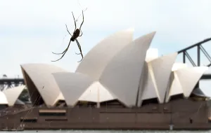 William West Prints: Australia-Animal-Spider