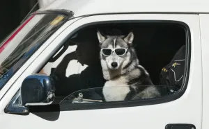 <b class=qtipBold><figcaption>Australia-Animals-Dog</figcaption></b><br>A Siberian Husky wears a pair of sunglasses as it sits in the passenger seat of a van stopped at traffic lights in Sydney, 29 April 2005. The Siberian Husky with the very distinctive bright blue eyes, is a medium size dog originally bred as a sled dog, but is now extremely popular as a family pet. / AFP PHOTO / ROB ELLIOTT<br><em>© Copyright Agence France-Presse (AFP) - All Rights Reserved</em> Australia-Animals-Dog