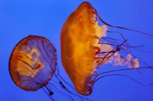 <b class=qtipBold><figcaption>Australia-Animals-Jellyfish</figcaption></b><br>Two Brown Sea Nettle jellyfish are displayed in a tank of the Melbourne Aqarium, 19 December 2006. The jellyfish which live in the Pacific and Indian oceans are only midly dangerous to humans, are part of the Creepy Creatures exhibition which features the world's largest crabs, including Coconut Crabs as the exhibit's main stars, with leeches, scorpions, centipedes, Giant Burrowing Cockroaches, Christmas Island Crabs, Horseshoe Crabs and many others species. AFP PHOTO/William WEST / AFP PHOTO / WILLIAM WEST<br><em>© Copyright Agence France-Presse (AFP) - All Rights Reserved</em> Australia-Animals-Jellyfish