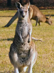 <b class=qtipBold><figcaption>Australia-Animals-Kangaroo-Feature</figcaption></b><br>This photo taken on May 31, 2012 in Canberra shows eastern grey kangaroos grazing near Canberra AFP PHOTO / Elodie RAITIERE / AFP PHOTO / Elodie Raitiere<br><em>© Copyright Agence France-Presse (AFP) - All Rights Reserved</em> Australia-Animals-Kangaroo-Feature