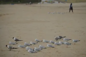 <b class=qtipBold><figcaption>Australia-Beach-Birds</figcaption></b><br>Seabirds are grounded by strong winds on Bondi beach on a stormy day in Sydney on March 8, 2017. / AFP PHOTO / PETER PARKS<br><em>© Copyright Agence France-Presse (AFP) - All Rights Reserved</em> Australia-Beach-Birds