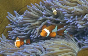 Australia Prints: Australia-Conservation-Reef-Environment