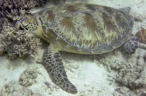 <b class=qtipBold><figcaption>Australia-Conservation-Reef-Turtle</figcaption></b><br>A turtle resting on coral on the Great Barrier Reef. To the world, the Great Barrier Reef is an international marine icon and vast underwater kingdom boosting some of the rarest animals and plants. To Aboriginal Australian Gavin Singleton, it is home. AFP PHOTO/William WEST / AFP PHOTO / WILLIAM WEST<br><em>© Copyright Agence France-Presse (AFP) - All Rights Reserved</em> Australia-Conservation-Reef-Turtle
