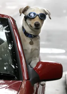<b class=qtipBold><figcaption>Australia-Dog</figcaption></b><br>A five-year-old Labrador-Weimaraner crossbreed rides a car with owner in Sydney, 21 March 2006. AFP PHOTO/DAVID HANCOCK / AFP PHOTO / DAVID HANCOCK<br><em>© Copyright Agence France-Presse (AFP) - All Rights Reserved</em> Australia-Dog