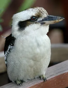 Australia-Nature-Kookaburra Australia-Nature-Kookaburra