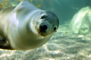 <b class=qtipBold><figcaption>Australia-Nature-Seal-Sanctuary</figcaption></b><br>A female Australian sea-lion, swims through the water in Sydney Aquarium's Seal Sanctuary, 31 March 2004. The Sanctuary which opened in late 2003, houses seals who are too old or, due to illness or injury couldn't otherwise survive in the wild and includes a see-through underwater tunnel system running through a tank which holds two million litres of water, pumped and filtered through 24 sand filters directly from Sydney Harbour. AFP PHOTO/Greg WOOD / AFP PHOTO / GREG WOOD<br><em>© Copyright Agence France-Presse (AFP) - All Rights Reserved</em> Australia-Nature-Seal-Sanctuary